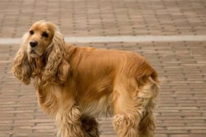 宠物可卡犬生病了怎么办？（保护和治疗你的可爱小狗）