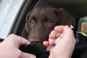 如何分辨宠物狗的流感与感冒（了解症状，保护你的爱犬健康）