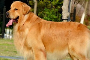 金毛犬刚出去多久开始掉毛？（探寻金毛犬脱毛周期及相关因素）