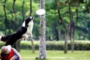 狗狗总爱出去的原因剖析（探讨狗狗喜欢外出的心理需求与行为表现）