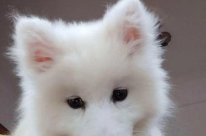 如何科学喂养3个月的金毛犬？（少添勤喂的方法，让您的金毛健康成长！）