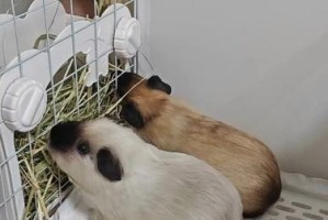 养荷兰猪的要点和技巧（萌宠养殖指南，让你的荷兰猪生活得更好）