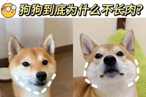 除了狗粮，狗狗还可以吃什么？（探索营养多样化的狗狗饮食）