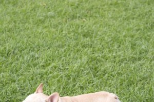 如何给法国斗牛犬选择合适的沐浴露（为爱宠选对沐浴露，呵护斗牛犬健康）