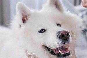 揭秘世界上最贵的狗狗，萨摩耶犬的高售价（一只萨摩耶犬值几个亿，为何如此昂贵？）