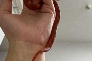 老鼠的饮食需求及适合喂养的食物选择（营养均衡，满足老鼠需要的食物有哪些？）