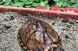 蛋龟的饲养方法（了解宠物蛋龟的基本需求和养护技巧）