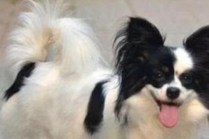 蝴蝶犬养护指南（从何时开始养蝴蝶犬？——选择合适的时间点）