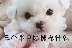宝贝比熊贫血，如何饮食调理？（以4个月比熊贫血吃什么好）