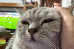 探究猫为什么会掉毛的原因（揭开猫毛掉落的背后秘密）