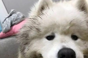 萨摩耶看医生的应对方法（以爱宠为主，让看病变得简单愉快）