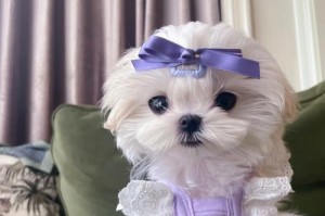 探究以马尔济斯犬的成长与发展