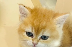 圆头猫——一种可爱的猫咪品种（探索圆头猫的特点与魅力）