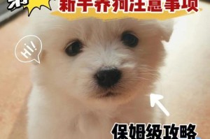 接到机场的狗，我们应该注意什么？（如何安全、温暖地接待刚到达的毛孩子）