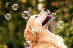 如何帮助狗狗应对哮犬（哮犬防治技巧和关键要点）