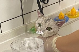 让猫咪爱上洗澡的秘诀（打造干净舒适的宠物生活）