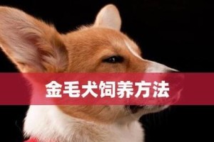如何延长金毛犬的寿命（掌握正确的饲养方法，关爱你的宠物）