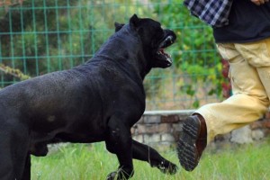 河南将禁养这50种猛犬，违者最高罚万元（保障公共安全，推动文明养犬，禁养猛犬名单正式出炉）
