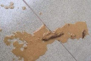 幼犬饮食（狗粮泡水时间及幼犬适宜食用期限）