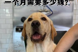 拉布拉多幼犬价格大全（了解最新市场价格，选择合适的宠物伴侣）