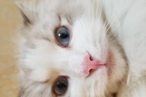 猫咪流泪眼睛，一大一小的背后故事（探究猫咪流泪眼睛一大一小的原因及治疗方法）