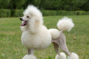 贵宾犬的造型艺术（探索贵宾犬的造型特点，从经典到创新，发现其中的美学和艺术）