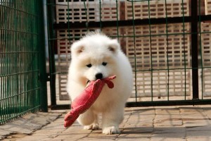 如何正确给萨摩耶犬洗澡（详解萨摩耶犬洗澡的步骤和注意事项）