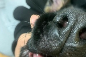 狗狗双排牙的原因及相关疾病（探索狗狗双排牙的成因、症状与治疗方法）