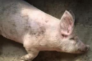卡斯罗后腿关节突出问题解析（狗狗后腿问题的原因和治疗方法）