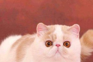 家里养猫，这几个品种最适合！（了解这些品种，让你的宠物生活更美好）