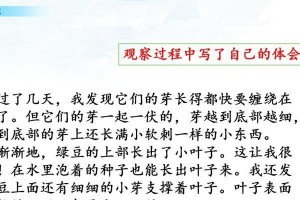 新手饲养宠物需要注意的4个知识点（养宠物的基本要点与技巧，让你成为合格的宠物主人）