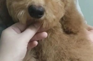 如何让宠物巨贵爆毛？（掌握这些技巧，让你的宠物毛发更加丰盈亮丽）