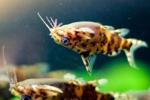 反游猫饲养全攻略（从选择猫咪到日常护理，教你如何养护反游猫）