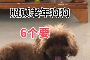 狗狗老年犬的时刻（狗狗衰老的症状及如何关爱老年犬）