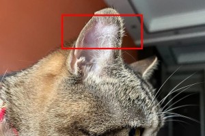 猫耳朵疼发炎怎么办？（用什么药能治疗猫耳朵疼发炎？）