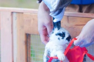 莲山黑兔的饲养方法（养殖技巧、健康饲养、经济效益）