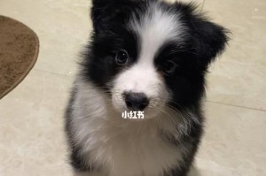 如何治疗宠物边境牧羊犬感冒？（边境牧羊犬感冒症状及治疗方法）