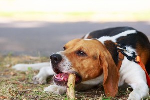 如何合理饲养美国猎狐犬？（掌握这些技巧，让您的猎狐犬健康成长）