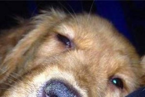 狗狗大便带鼻涕状东西，可能患有什么病？（了解狗狗大便异常现象，保护它的健康）