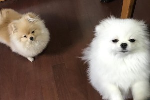 家有狗，幸福常在（狗是家庭的忠诚伙伴，与其共同成长）
