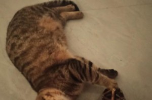拒绝与猫为伴的理由——以不吸猫为主题的文章（探索与猫相处的其他可能性）