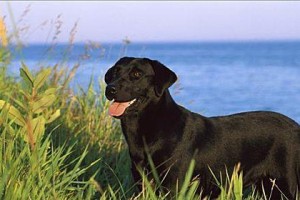 拉布拉多犬成年前的喂食注意事项（为你的拉布拉多宠物提供健康的饮食）