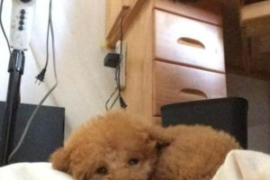 以细小为什么要禁食禁水？（探究细小禁食禁水的重要性及作用）