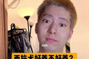 西施犬的饲养方法（详解如何照顾你的西施犬）