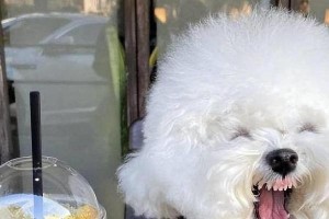 揭秘比熊犬饲养的“7大误区”（一起来看看你犯过几个错误吧！）
