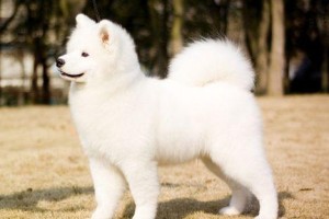 揭秘萨摩耶犬恐慌原因（探究萨摩耶犬行为变化的深层原因）