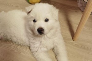 如何为4个月大的萨摩犬提供健康饮食？（萨摩犬饮食指南，助您养出强壮宠物）