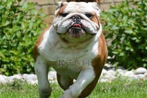 探究斗牛犬喘的原因（为什么斗牛犬喘得这么厉害？）