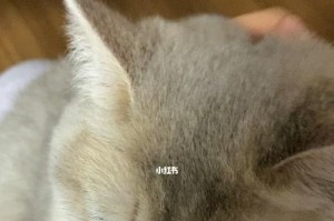 揭秘摸头猫语，猫咪的心声你懂吗？（以摸头为线索，探寻猫咪的情感世界）