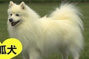 区分博美和银狐的关键要点（如何正确判断博美和银狐的区别）